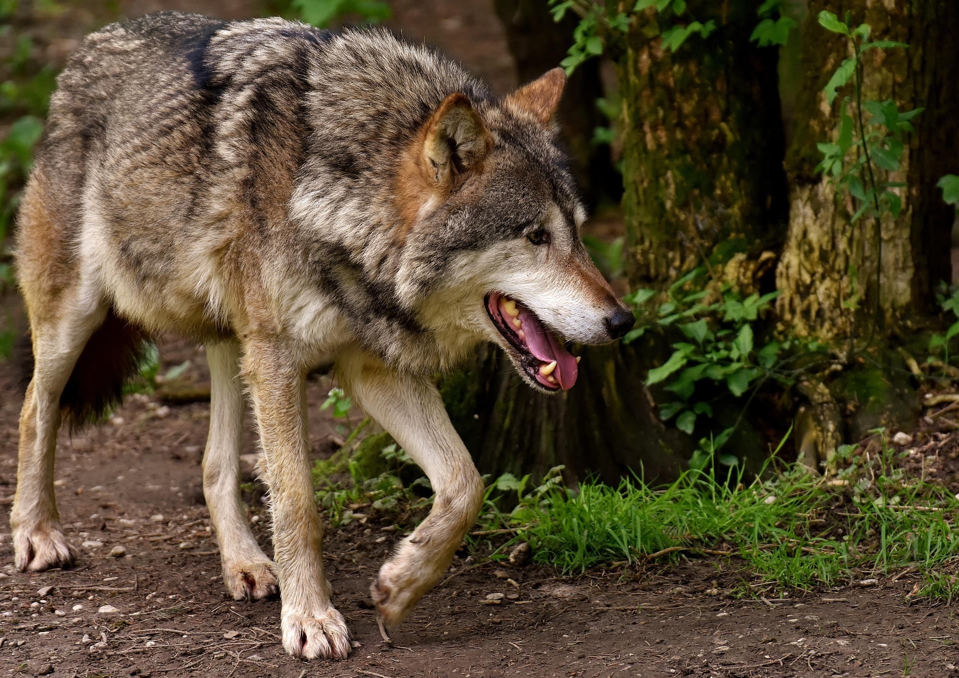 Naturpark Sölktäler: Rissbild von Schafen deutet auf Wolf hin.