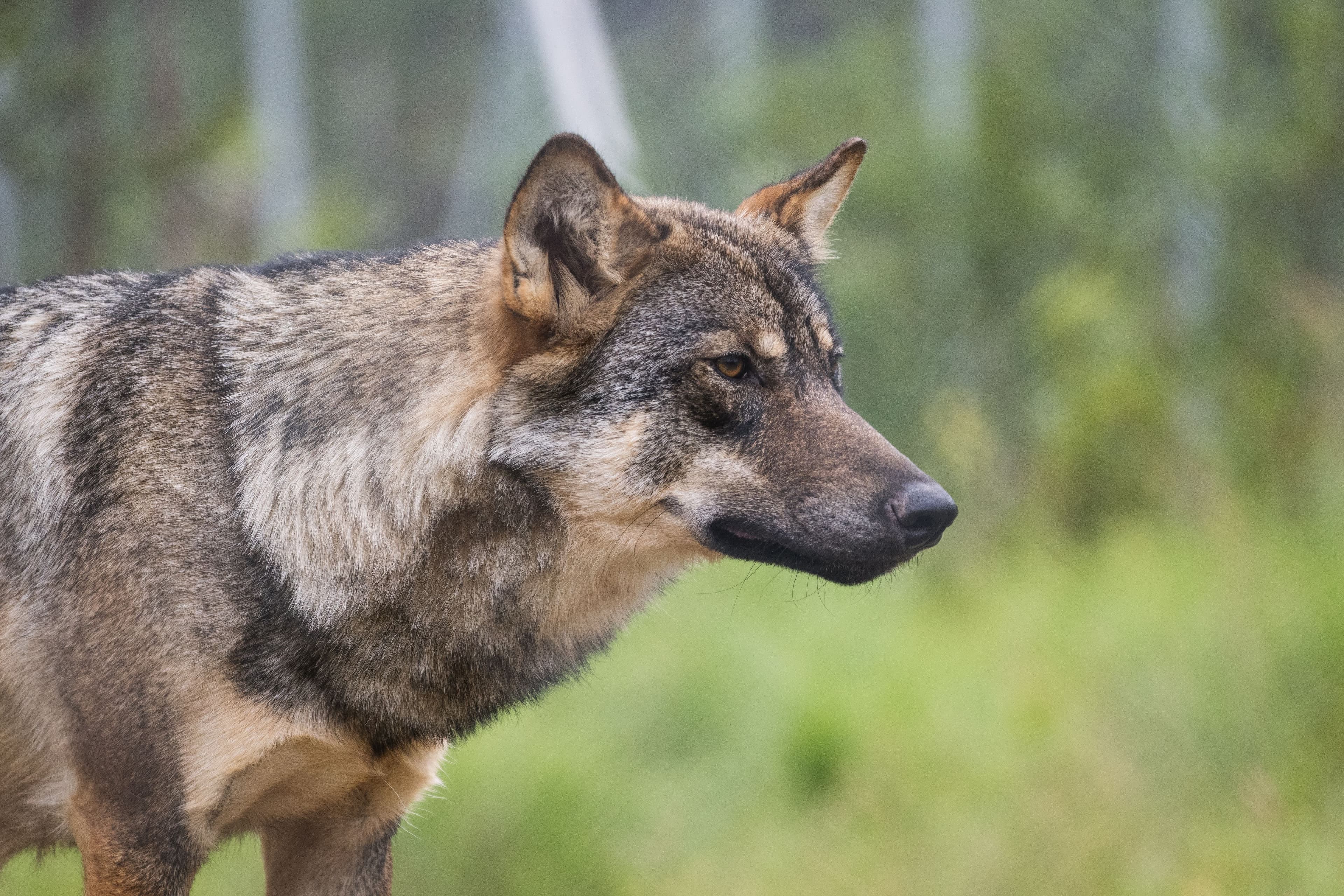 Wolf am Gumpeneck: Abschuss innerhalb von vier Wochen erlaubt.