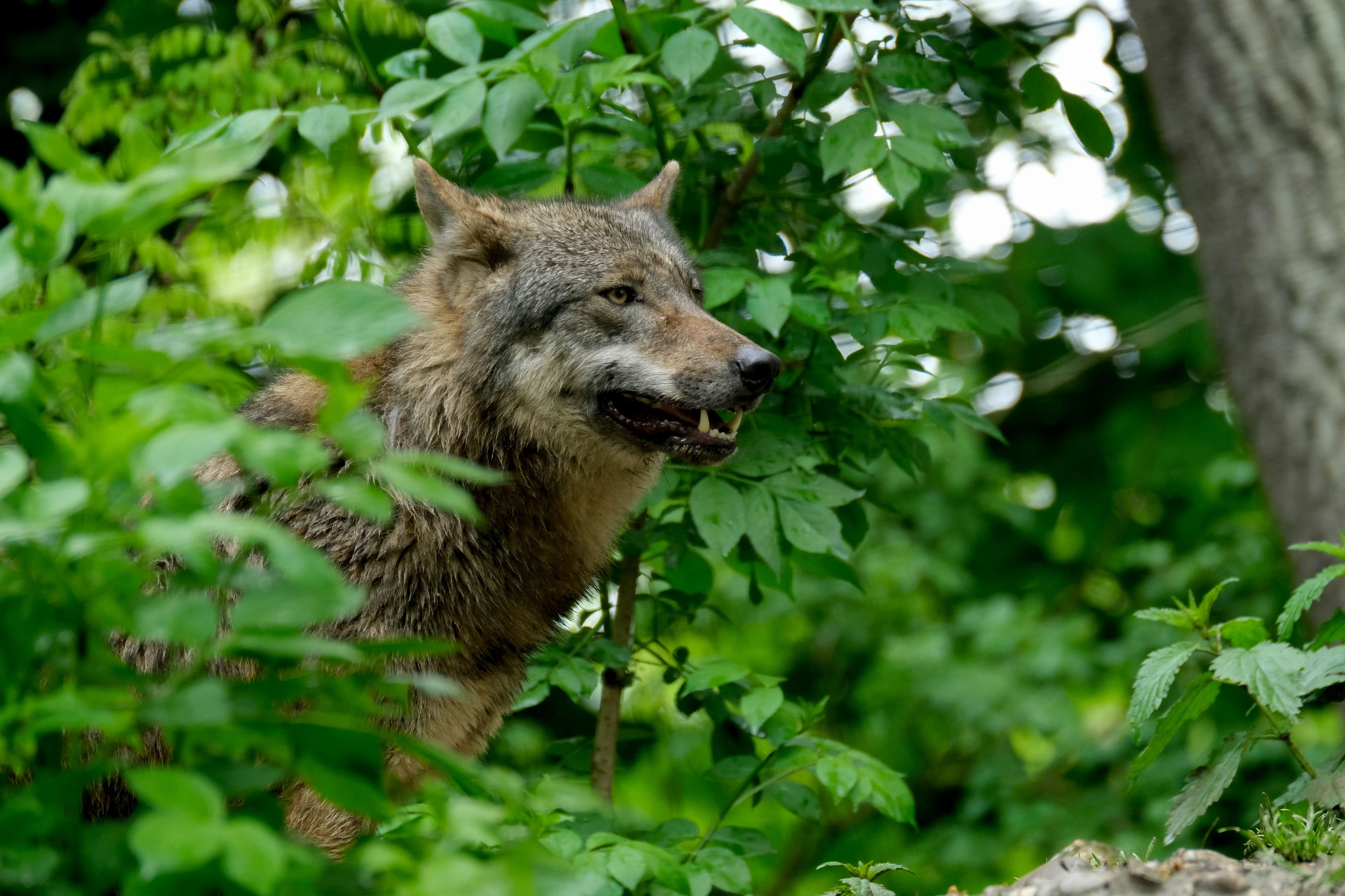 Laut Steiermärkischer Wolfsverordnung können Wölfe unter bestimmten Voraussetzungen zum Abschuss freigegeben werden. Vergangene Woche wurde erstmals ein geschütztes Raubtier offiziell erlegt.